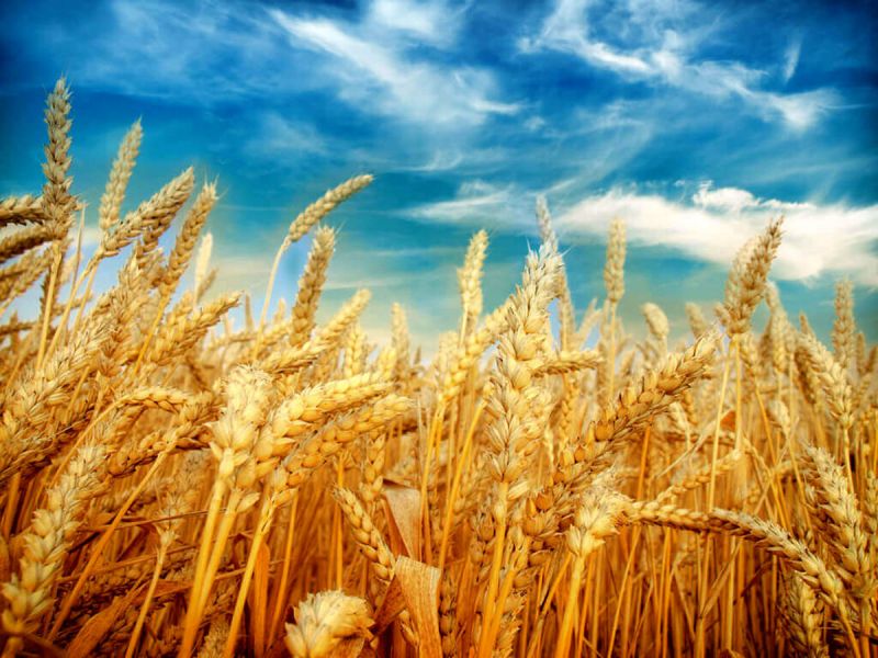  خرید گندم در استان لرستان دو و نیم برابر شده است/هیچ مشکلی در زمینه تأمین گندم و آرد مورد نیاز کشور نداریم
