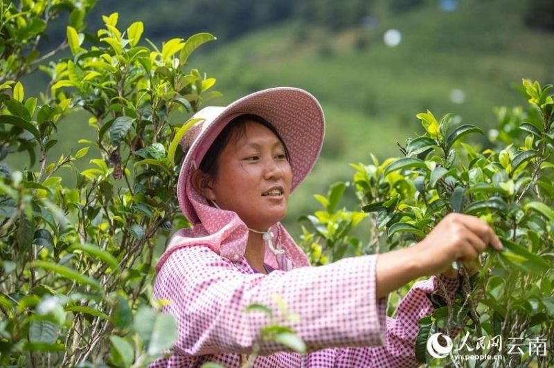 رونق مناطق روستایی، ارمغان صنعت چای چین