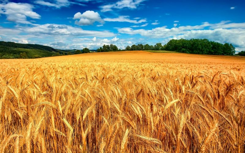 آخرین وضعیت خرید تضمینی گندم و پرداخت پول گندم‌های خریداری شده/افزایش ۲۶ درصدی خرید گندم از کشاورزان/ پرداخت ۲۶ هزار میلیارد تومان به گندمکاران