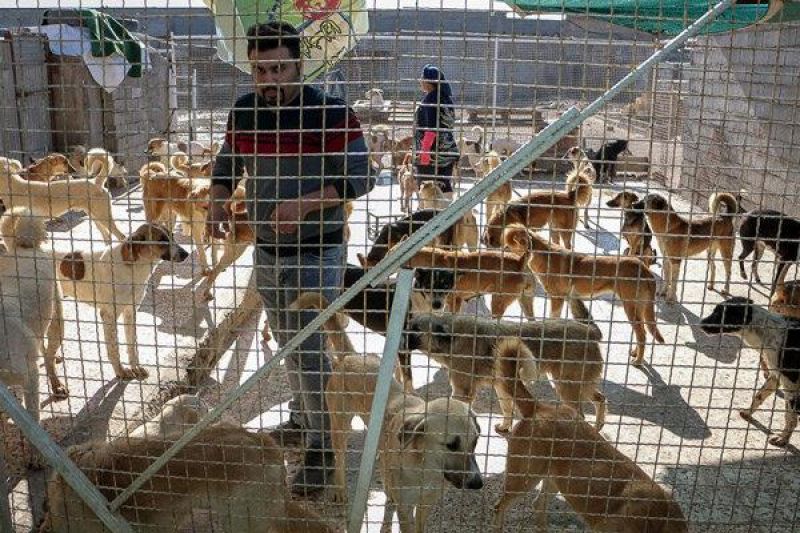 راه‌اندازی سامانه‌ کنترل سگهای بلاصاحب در پایتخت/ تهرانی‌ها می‌توانند به صورت رایگان سگ‌های نگهبان بگیرند