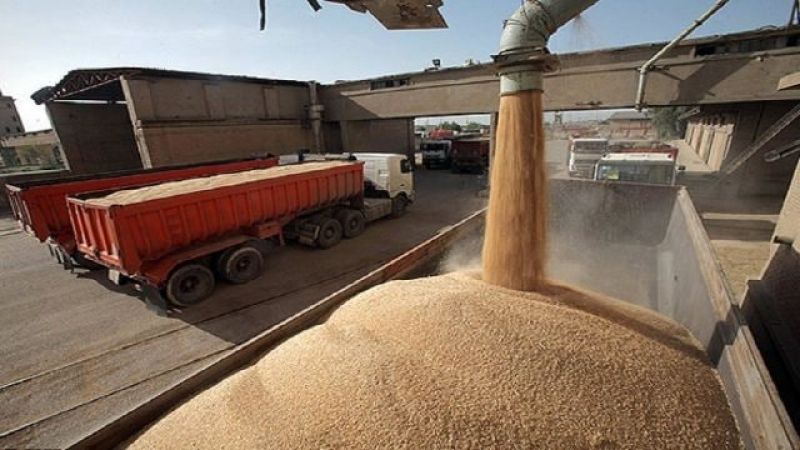 قیمت خرید گندم از کشاورزان در ۵ سال ۱۰ برابر شد/ افزایش ۲ و نیم برابری نرخ خرید گندم ظرف ۲ سال