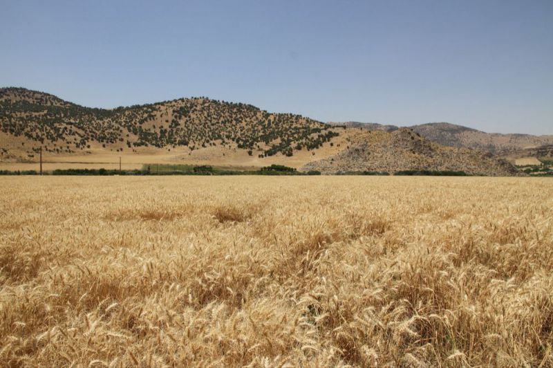 برآورد افزایش ۲۰۰ هزار تُنی خرید گندم در ۵ استان کشور/ پیش‌بینی خرید ۳۵۰ هزار تُن گندم در استان زنجان