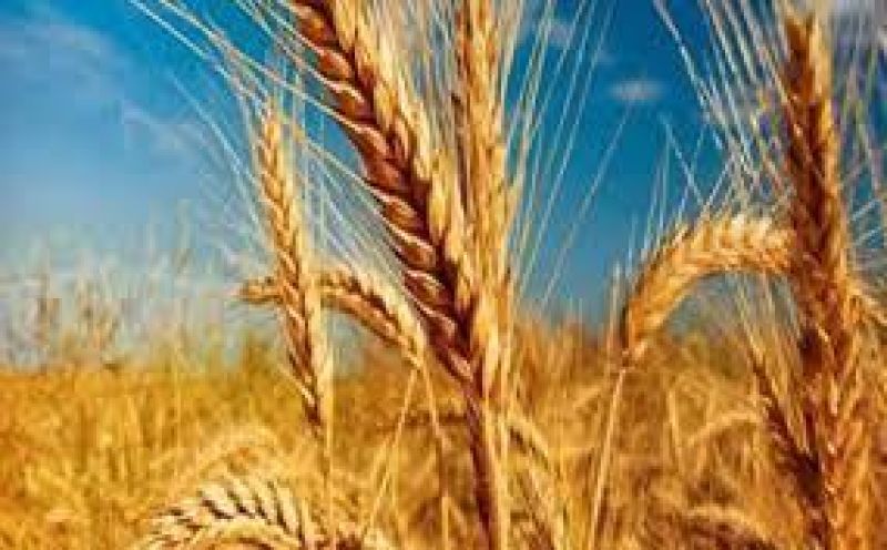 خرید 3.5 میلیون تن گندم با رشد 4 درصدی/ کیفیت گندم‌ افزایش یافت