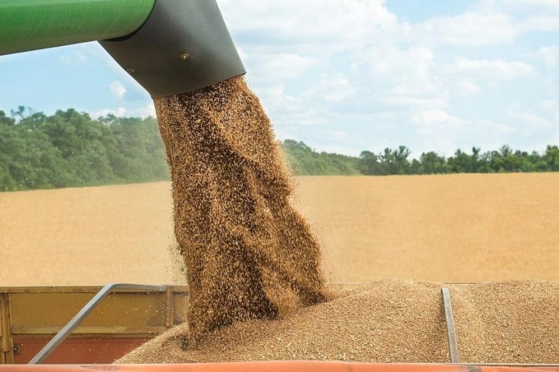  خرید گندم در کشور از مرز ۵ میلیون تن گذشت