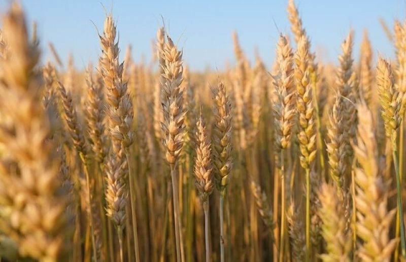 خرید تضمینی گندم به یک میلیون تُن رسید/ رشد ۳۲ درصدی خرید گندم در کشور