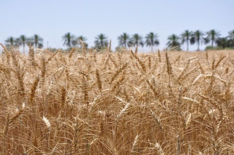 خرید گندم از کشاورزان؛ یک قدم تا ۱۰ میلیون تُن/ قیمت خرید گندم از کشاورزان در ۳ سال اخیر ۳ برابر شده است