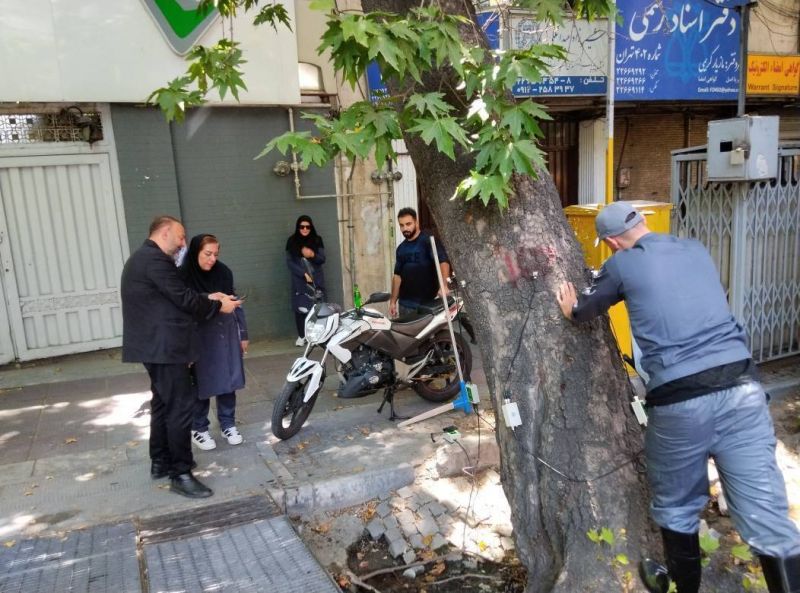 نبض چنارهای کهنسال منطقه یک در دستان فناوری/ پایش سلامت بیش از ۲ هزار اصله چنار  
