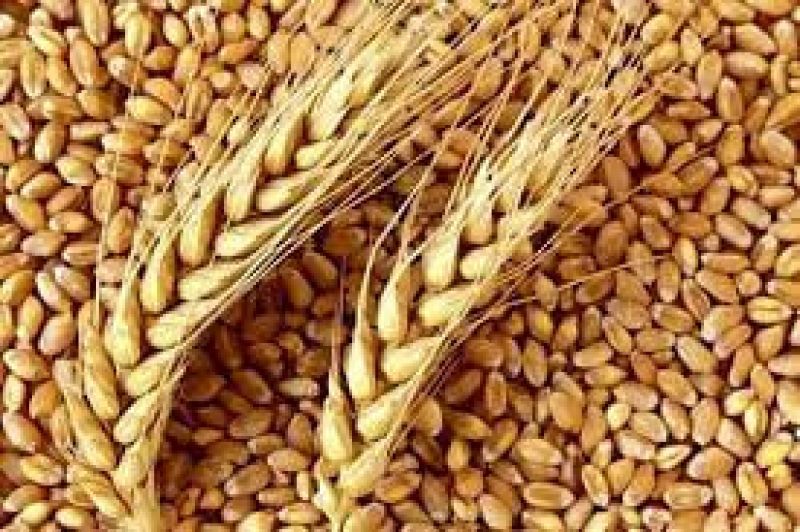 خرید ۸ میلیون تُن گندم به ارزش ۱۲۰ هزار میلیارد تومان از کشاورزان کشور/ خرید نیم میلیون تُن گندم از کشاورزان در هر ۸ روز