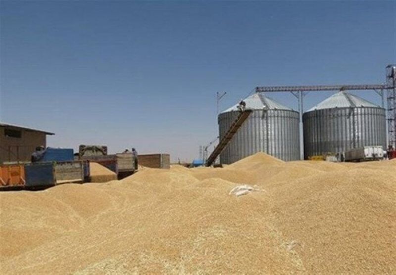 سبقت معنادار رشد تولید و خرید گندم داخلی از میانگین جهانی/ میانگین رشد تولید گندم در جهان یک درصد و خرید گندم در کشورمان 60 درصد است