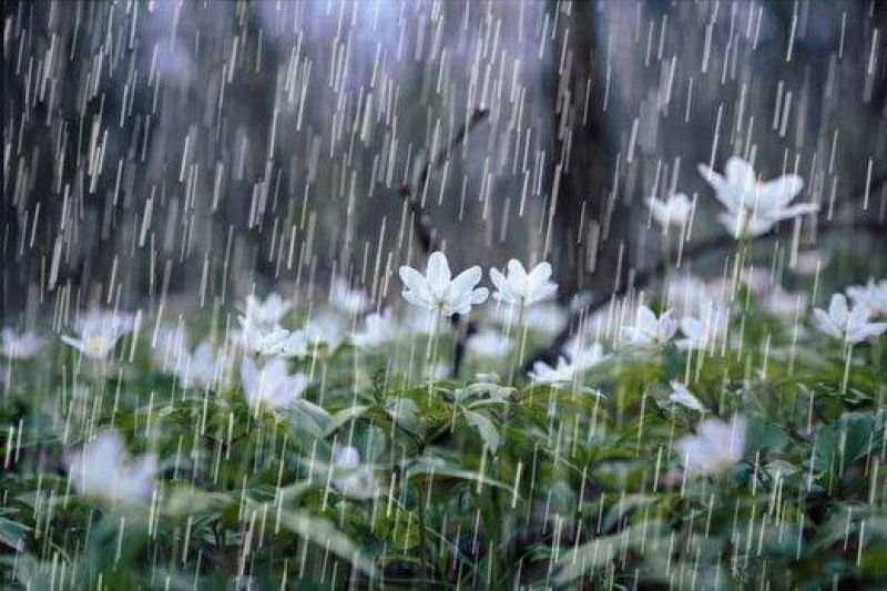 باران بهاری مهمان ایران