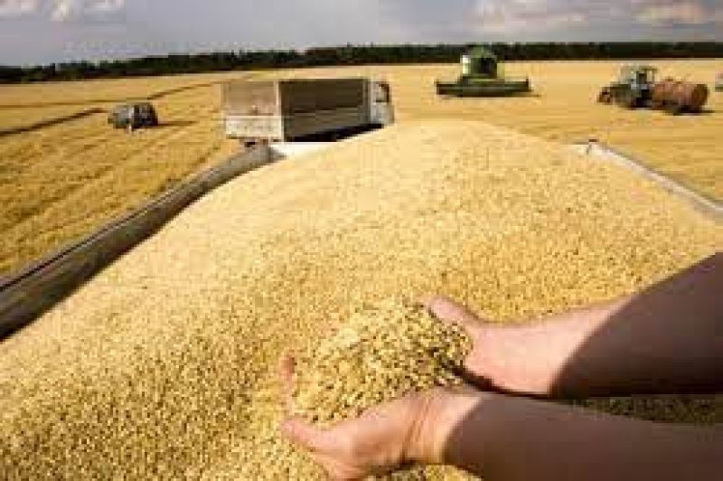 مبلغ خرید گندم از کشاورزان کشور از مرز ۱۰۰ هزار میلیارد تومان گذشت/ خریداری ۱۰۳ هزار میلیارد تومان گندم از ۴۵۳ هزار کشاورز در سراسر کشور