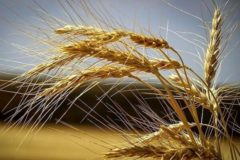  خرید تضمینی ۱۰۰ هزار تن گندم در ۶ استان/ خرید گندم در خوزستان به یک و نیم میلیون تن می‌رسد