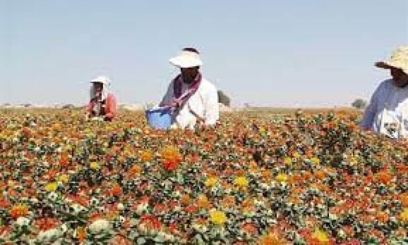 خرید حدود ۶ هزار تُن دانه روغنی گلرنگ از کشاورزان ۸  استان