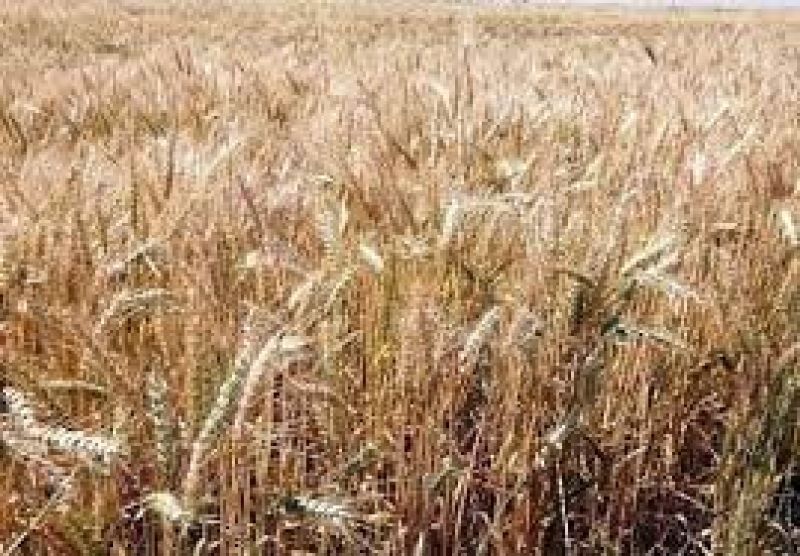  خرید تضمینی گندم از مرز ۳ میلیون تُن گذشت/ میزان خرید گندم در بوشهر ۶  برابر و در ۴ استان بیش از ۲ برابر شده است