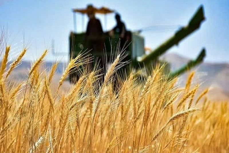 واردات گندم ۵ و نیم میلیون تن کاهش یافت/امسال به اندازه ۷ سال گذشته پول به گندمکاران پرداخت شد