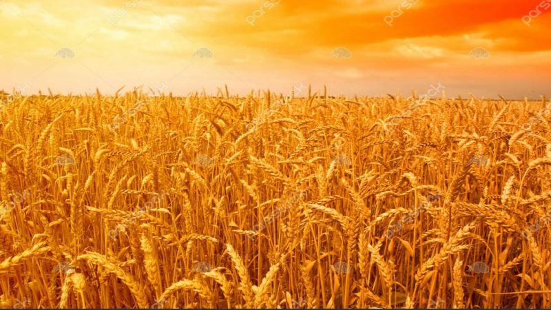 ایران با ۱/۱ درصد جمعیت جهان، یک و نیم درصد گندم دنیا را مصرف می‌کند