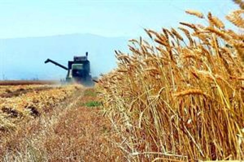 خرید گندم در زنجان افزایش دو برابری یافت