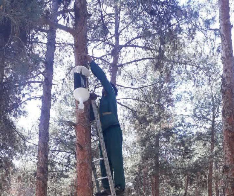 آغاز نصب تله های فرمونی در بوستان جنگلی سرخه حصار