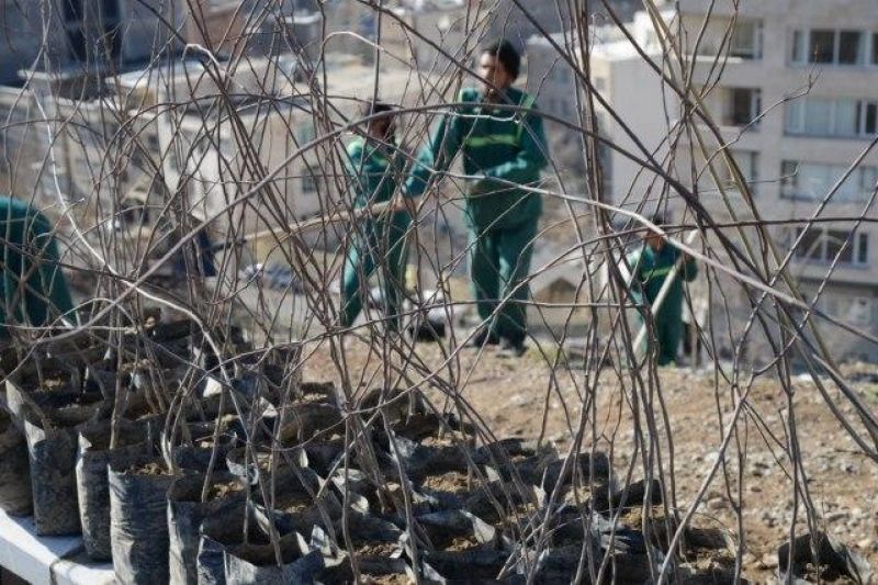 نهضت درختکاری با مشارکت شهروندان در شمال تهران آغاز می شود