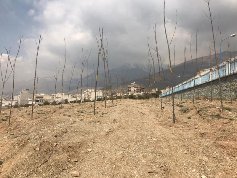 8 هزار اصله درخت و درختچه در شمال تهران غرس شد