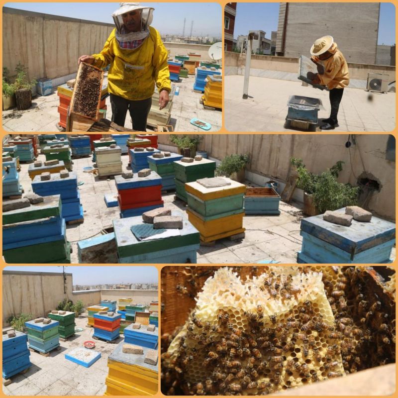 اجرای طرح زنبورداری شهری در محله کیانشهر منطقه ۱۵