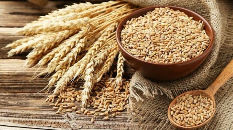  ثبات قیمت جهانی گندم در هفته‌ی منتهی به 19 نوامبر 