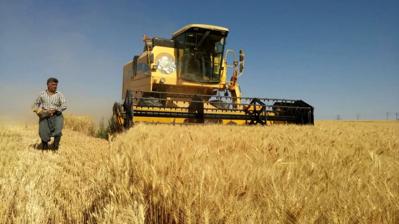 رشد ۱۵ درصدی خرید محصول از گندمکاران کشور/ خرید گندم از کشاورزان از مرز ۱۳۰ هزار میلیارد تومان گذشت
