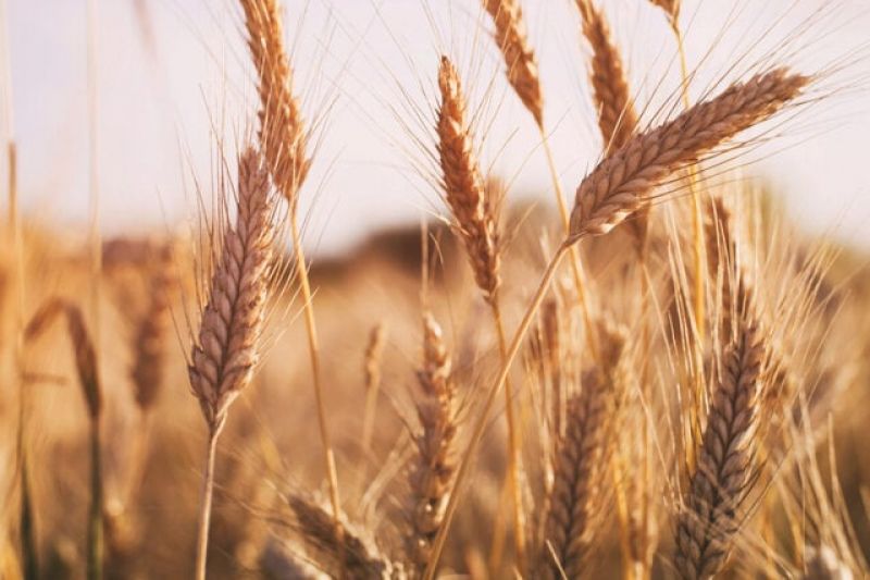  امسال تولید گندم ایران ۴ میلیون تُن افزایش می‌یابد