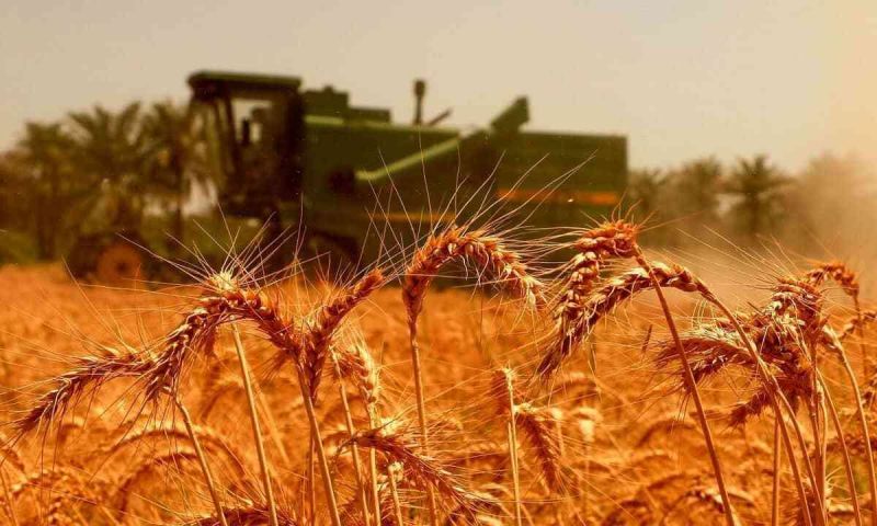 رشد تولید گندم در بوشهر، مرکزی، قزوین و تهران/  برآورد افزایش ۲۷۷ هزار تُنی خرید گندم در ۴ استان/  پیش‌بینی افزایش ۵ برابری خرید گندم در استان بوشهر