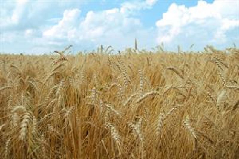 عبور خرید گندم کشور از 9 میلیون تن / خودکفایی گندم پایدار ماند