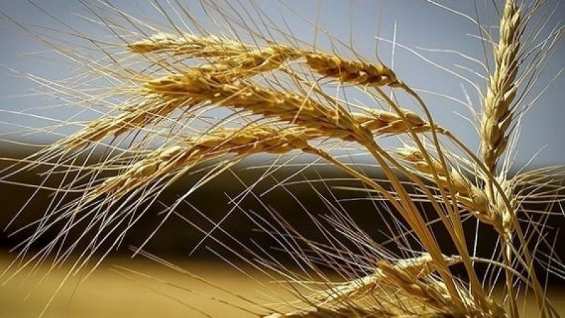 خوزستان، کردستان و فارس سه «اَبَر استان» در تولید گندم